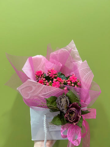 Kalanchoe Plant