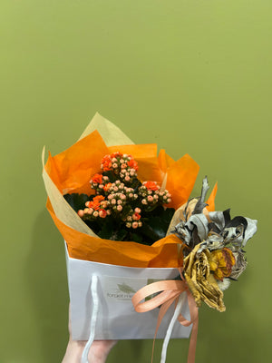 Kalanchoe Plant
