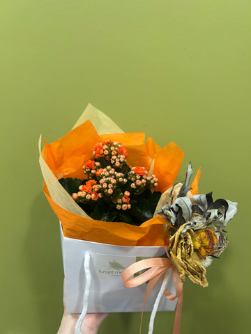 Kalanchoe Plant