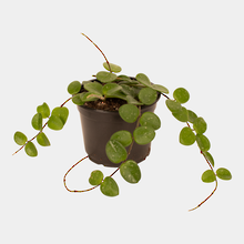 Indoor plant