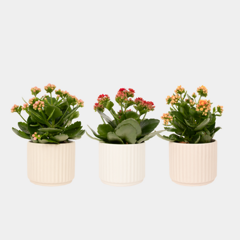 Kalanchoe Plant + Ceramic Pot